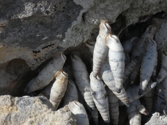 Albinaria caerulea