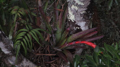 Tillandsia compacta