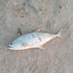 Scomberoides commersonnianus