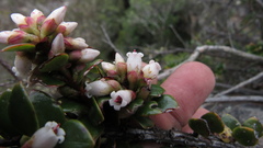 Disterigma alaternoides