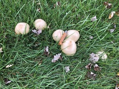 Agaricus crocodilinus