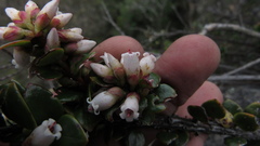 Disterigma alaternoides