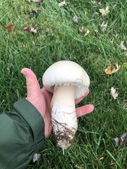 Agaricus crocodilinus
