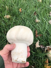 Agaricus crocodilinus