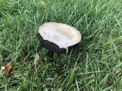 Agaricus crocodilinus