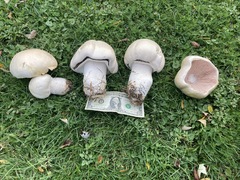 Agaricus crocodilinus