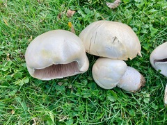 Agaricus crocodilinus