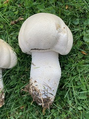 Agaricus crocodilinus