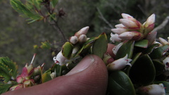 Disterigma alaternoides