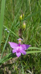Calopogon tuberosus tuberosus