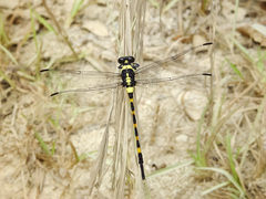 Macrogomphus quadratus