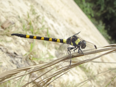 Macrogomphus quadratus