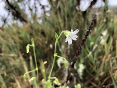 Cerastium kunthii