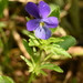 Viola disjuncta - Photo (c) petr_kosachev, μερικά δικαιώματα διατηρούνται (CC BY-NC), uploaded by petr_kosachev
