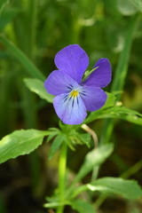 Viola disjuncta
