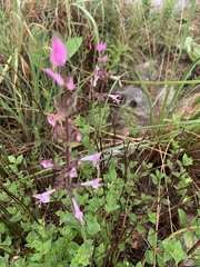 Syncolostemon transvaalensis