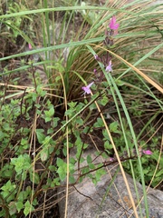 Syncolostemon transvaalensis