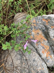 Syncolostemon transvaalensis