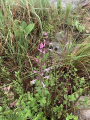 Syncolostemon transvaalensis