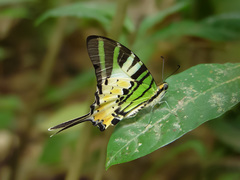 Graphium antiphates itamputi