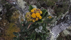 Scrobicaria ilicifolia