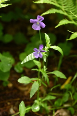 Viola disjuncta