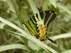 Graphium antiphates itamputi