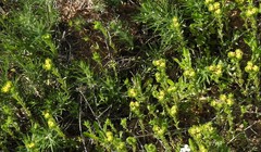 Helianthemum ledifolium