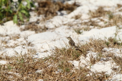 Cisticola cherina