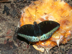 Lexias dirtea merguia