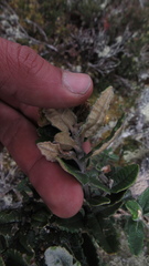 Scrobicaria ilicifolia