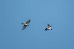 Accipiter nisus