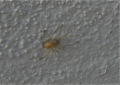 Cheiracanthium punctorium