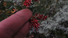 Weinmannia fagaroides