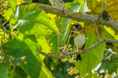 Fringilla montifringilla