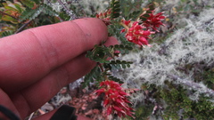 Weinmannia fagaroides