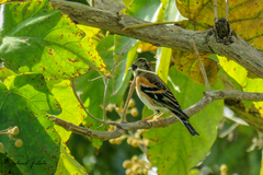 Fringilla montifringilla