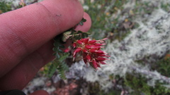 Weinmannia fagaroides