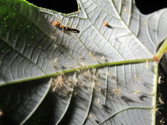 Zelus araneiformis