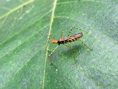 Zelus araneiformis