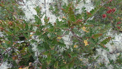 Weinmannia fagaroides