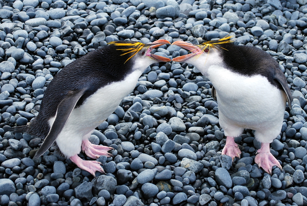 Royal Penguin