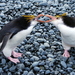 Pinguim-Real - Photo (c) Natalie Tapson, alguns direitos reservados (CC BY-NC-SA)