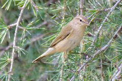 Phylloscopus collybita