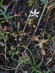 Micranthes bryophora