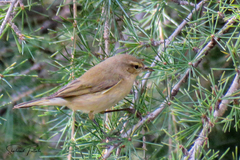 Phylloscopus collybita