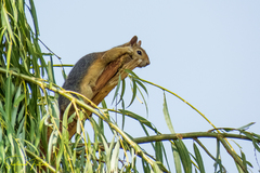 Sciurus anomalus