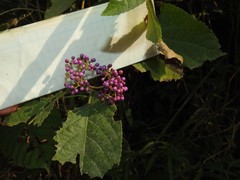 Callicarpa formosana
