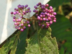 Callicarpa formosana