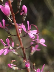 Stylidium araeophyllum